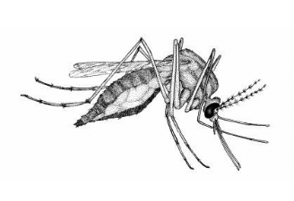 mosquito