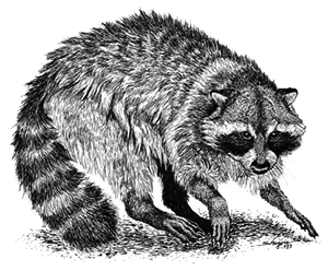 raccoon