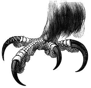 royaleagleft_12234_lg